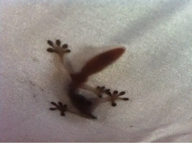 gecko