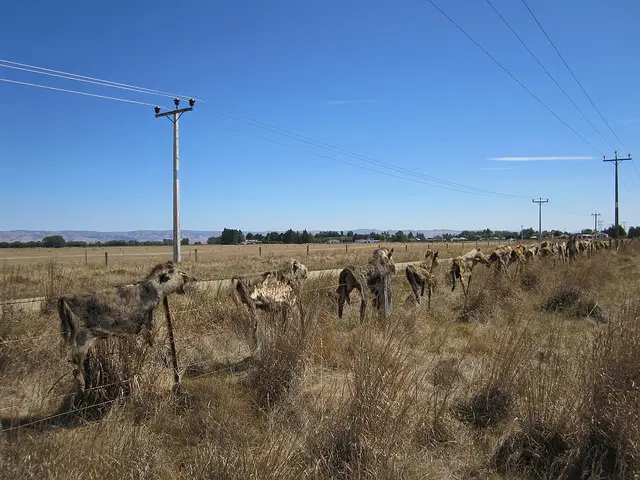 wild pigs, not so wild